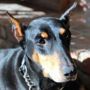 Meet your Posher, Tamara